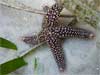 IGOR Starfish