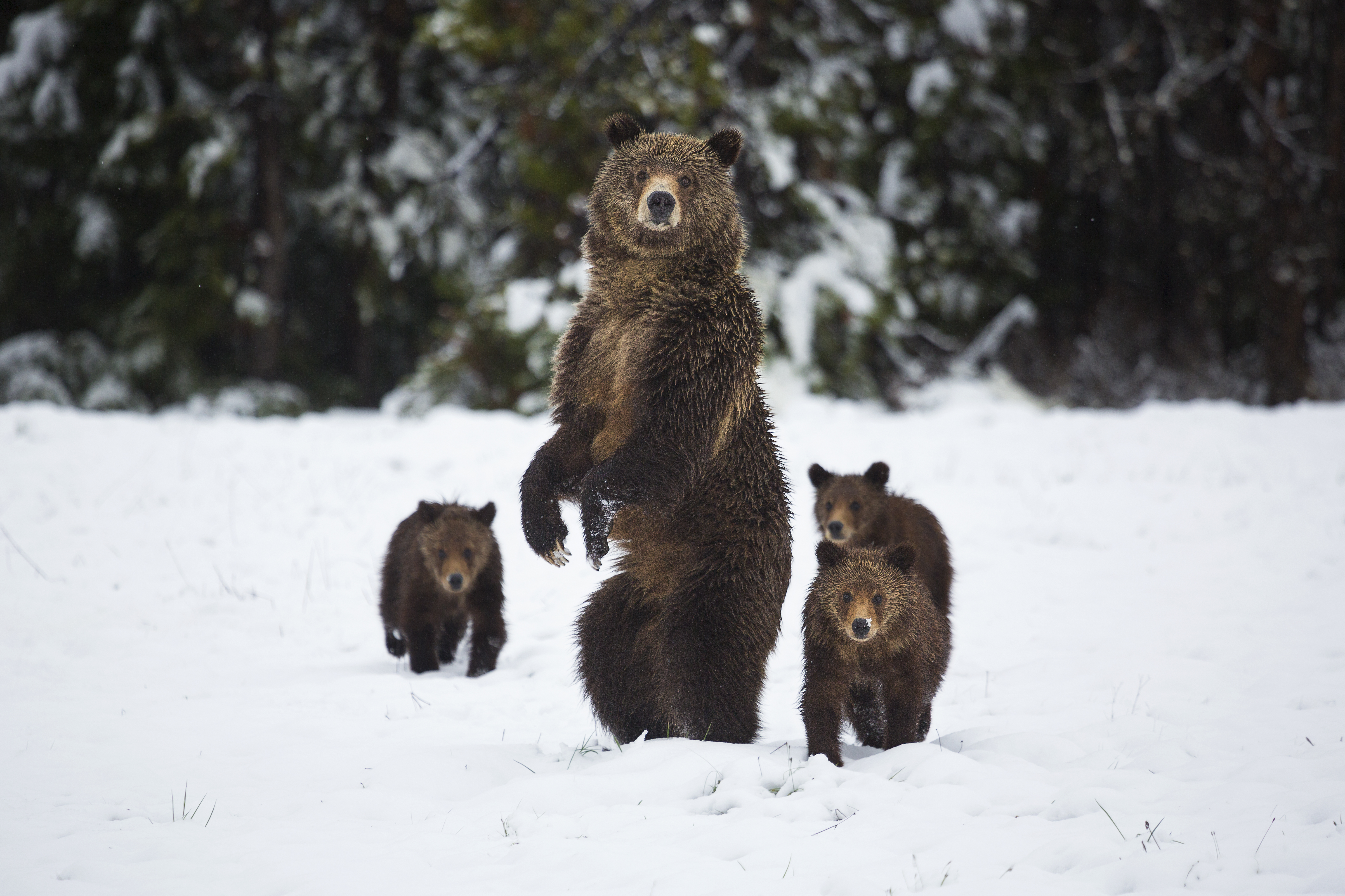 Our cameras continue to follow the wildlife dramas in Yellowstone, and Spring brings many new challenges. While the brutal cold temperatures and deep snow of winter have gone, the weather is still erratic and there's the impending danger of the Thaw. When temperatures are high enough to melt the snowpack, millions of tonnes of water will cascade down the mountain, bulldozing everything in its path. Wildlife cameraman Jeff Hogan discovers a nest of Great Gray owls. There are three chicks, but one is a runt, significantly smaller than its siblings and at risk of starvation. And when the worst storms for years hit the Beartooth Mountains, Jeff wonders whether it can hang on. Down on the Snake River the family of beavers is busy making the most of the Spring vegetation. Infra red cameras give Jeff and host Kirk Johnson a secret view of life inside the lodge, as the beavers squabble over food. Kirk also dons a dry suit to head underwater to admire the engineering skills of these rodents. Massive boulders and branches are there to strengthen their dams, but will they be enough to withstand the Thaw. When the torrent of water begins to hit, Kirk joins a hydrologist to help measure the water flow in the rivers and work out how this year's weather has affected the Thaw. And bear expert Casey Anderson follows a mother grizzly and her cubs - and explains that the biggest dangers come not from other predators, but surprisingly from their own kind.