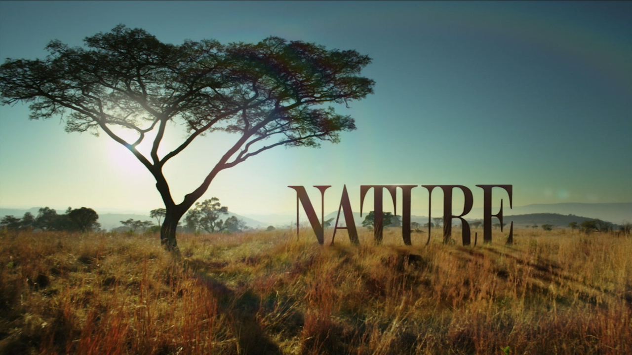 Nature logo with an acacia tree